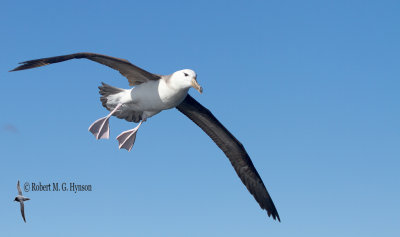 Black-browed Albatross