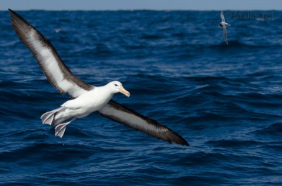 Black-browed Albatross