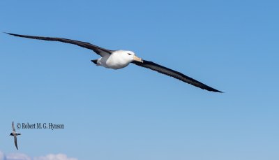 Black-browed Albatross