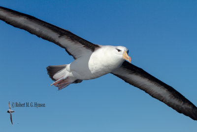 Black-browed Albatross