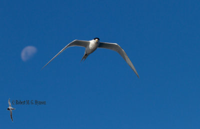 Crested Tern