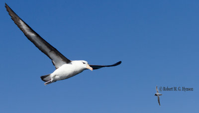 Black-browed Albatross