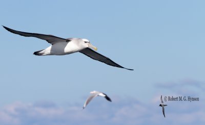 Shy Albatross