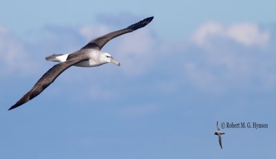 Shy Albatross