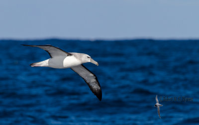 Shy Albatross