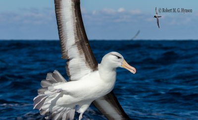 Black-browed Albatross