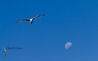 Crested Tern