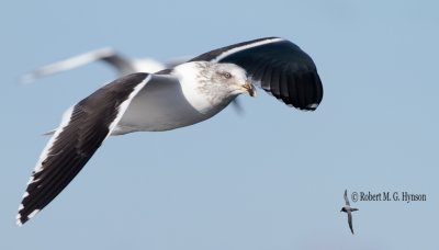 Kelp Gull