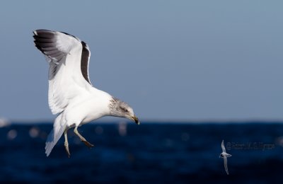 Kelp Gull