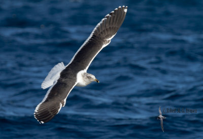 Kelp Gull