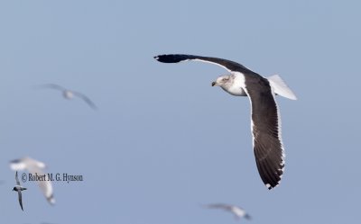 Kelp Gull