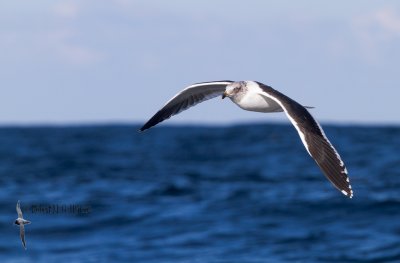 Kelp Gull