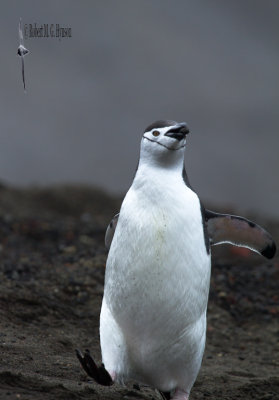 Chinstrap Penguin