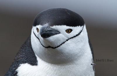 Chinstrap Penguin