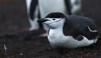 Chinstrap Penguin