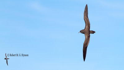 Wedge-tailed Shearwater