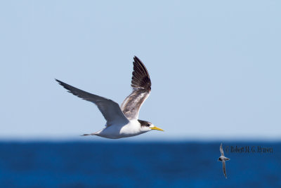 Wollongong 206.jpg