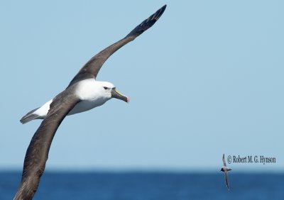 Wollongong 209.jpg