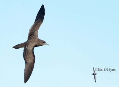 Wedge-tailed Shearwater