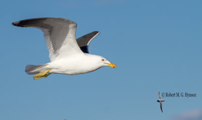 Wollongong 286.jpg