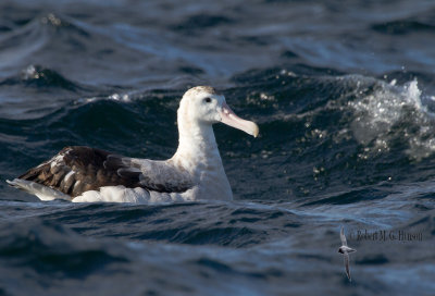 Wandering Albatross