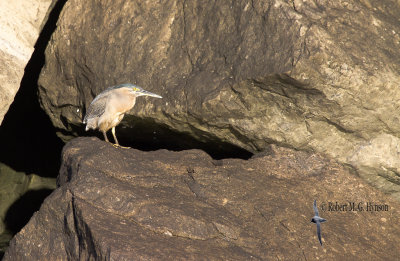 Striated Heron