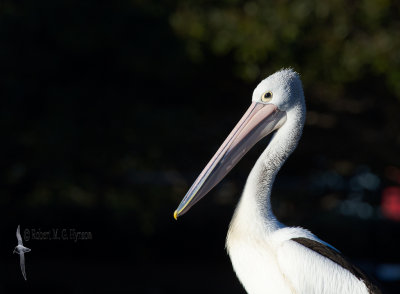 Wollongong 057.jpg