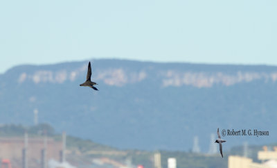Wollongong 095.jpg