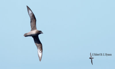 Providence Petrel