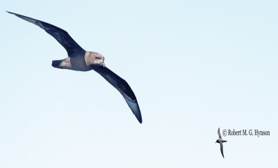 Providence Petrel