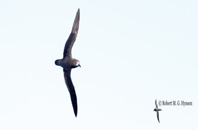 Providence Petrel
