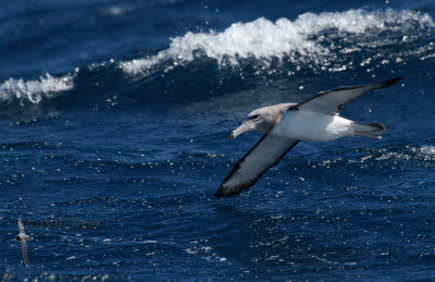 White-capped Albatross