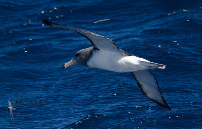 White-capped Albatross