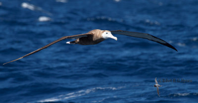 Wandering Albatross