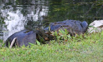 Turtle vs. Alligator