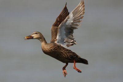 mottled duck 5630s.jpg