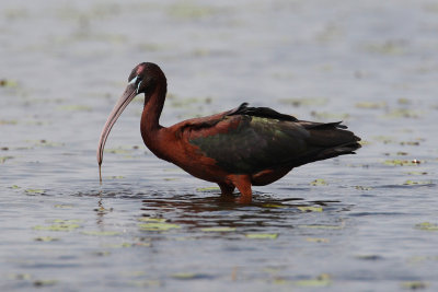 glossy ibis 5651s.jpg