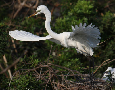 great egret 5936s.jpg