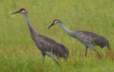 sandhill cranes 6219s.jpg