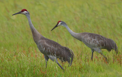 Bird Photos April 2012