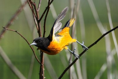 baltimore oriole 6749s.jpg