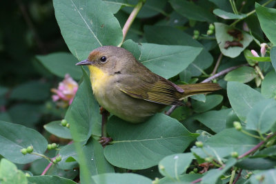 yellow throat 6598s.jpg