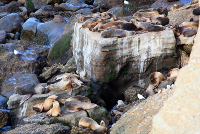 Sealions at the foot of the Cliff