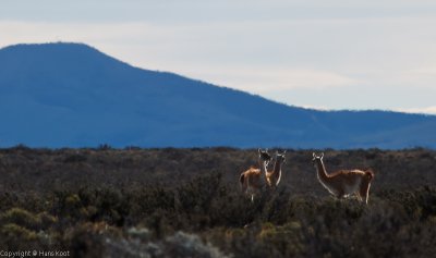 Lamas at the Coast