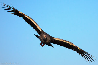 Southern Screamer #2