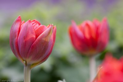 Tulips