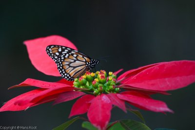 Butterfly on Poinsettia