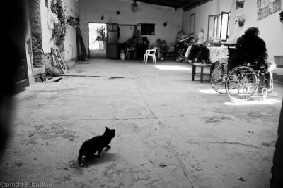 a Black Cat ....