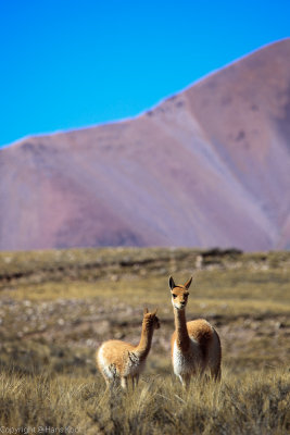 Some Vicunas