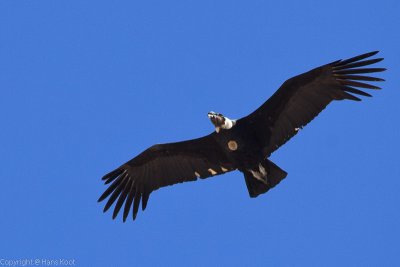 Condor at Iruya